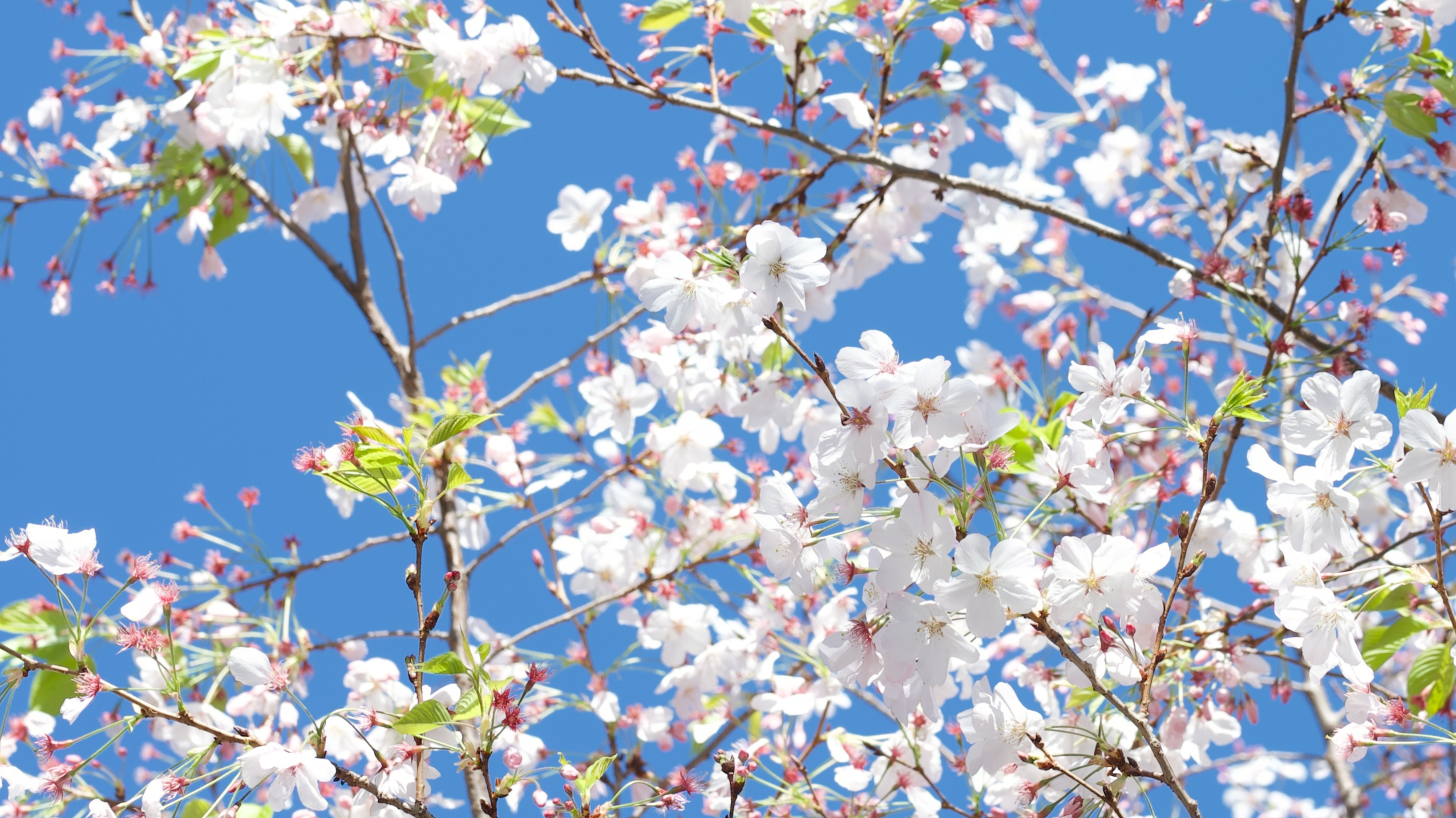 Sakura 4