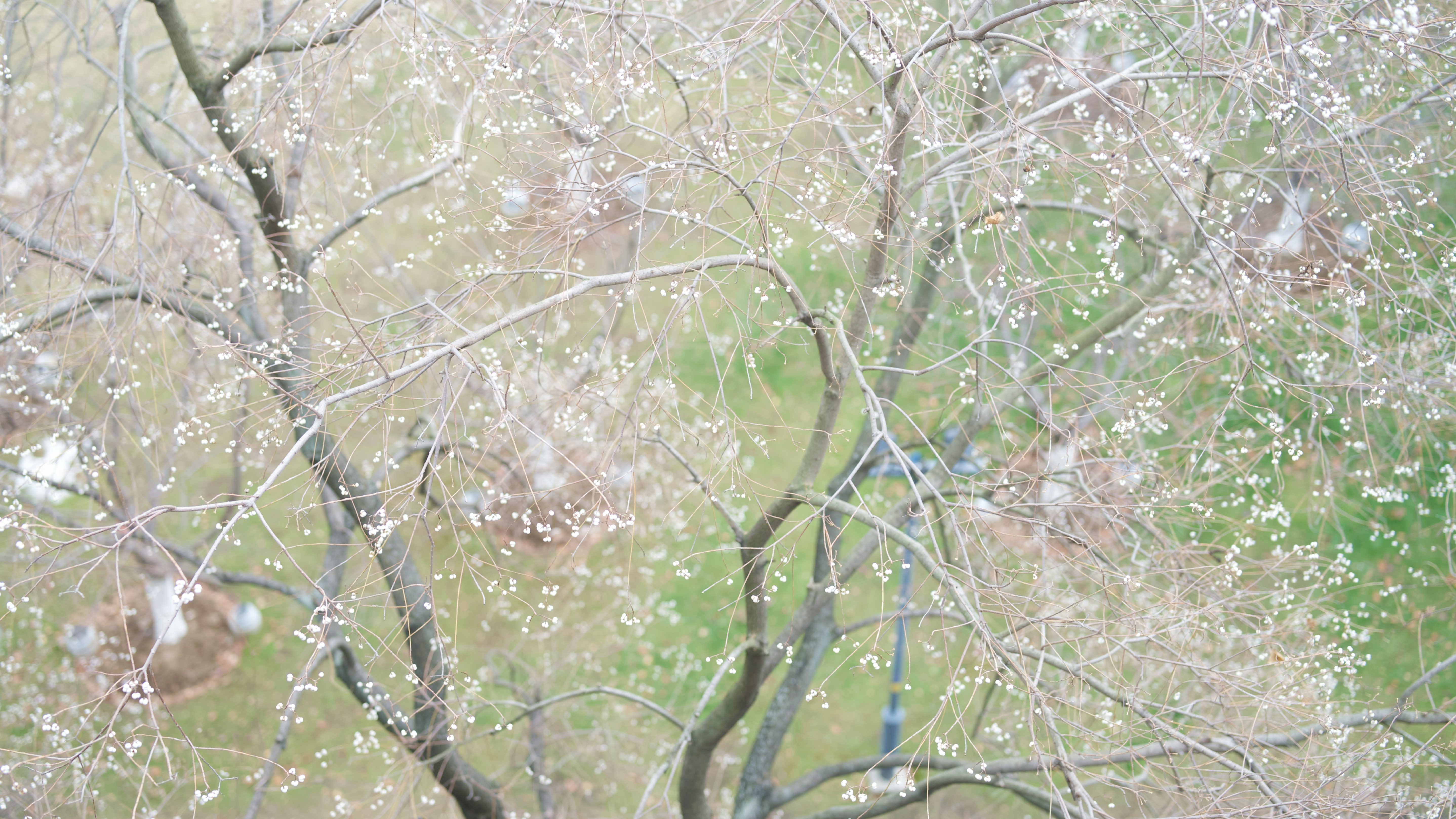 Blossom